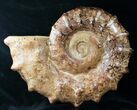 Massive Wide Ammonite Fossil - Madagascar #14917-2